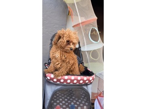 Bebek arabası ücretsiz toy poodle