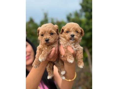 Korea teacup maltipoo bebekleirmiz
