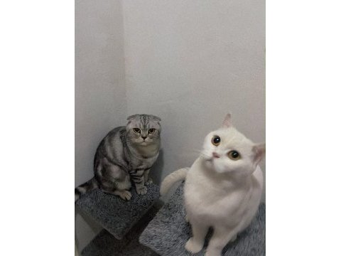 Erkek scottish fold silver 5 yaşında