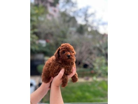 Red brown toy poodle erkek bebeklerimiz