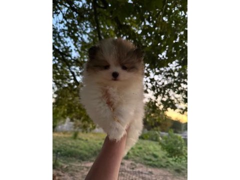 Pomeranian boo