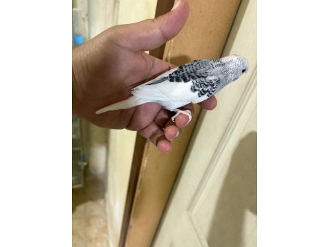29 günlük konuşturmalık muhabbet kuşu bebek