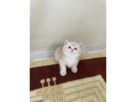 2 aylık bebek kediler teslime hazır