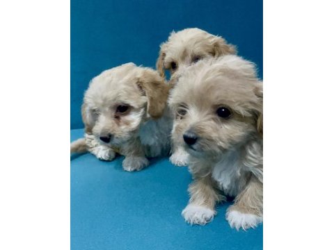 Minik maltipoo yavrular için ulaşabilirsiniz