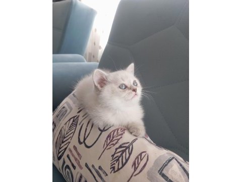 Blue point orjinal british shorthair prenses