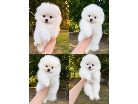 Sağlık ve ırk garantili pomeranian
