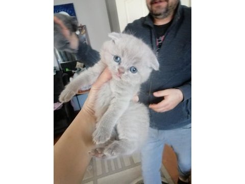 Scottish fold yavru antalya