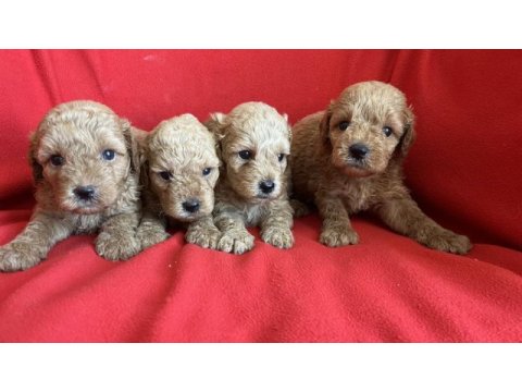 Maltipoo yavrularım yeni yuvasını bekliyor