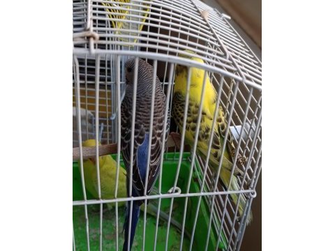 1 aylık yavru muhabbet kuşu ısırmaları kesinlikle yoktur