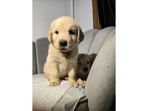 Orjinal golden retriever