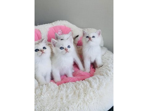 Maviş ns1133 british shorthair bebeklerim 