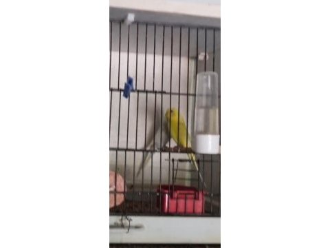 Cennet, sevda, muhabbet, kanarya, goldenfinch,kayseri merkez