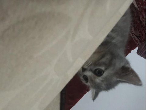 3 aylık melez kedimiz