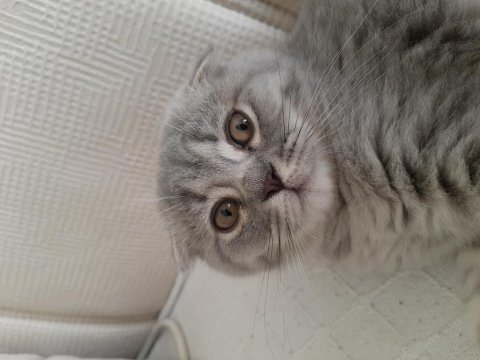 Acil sahiplendirme scottish fold