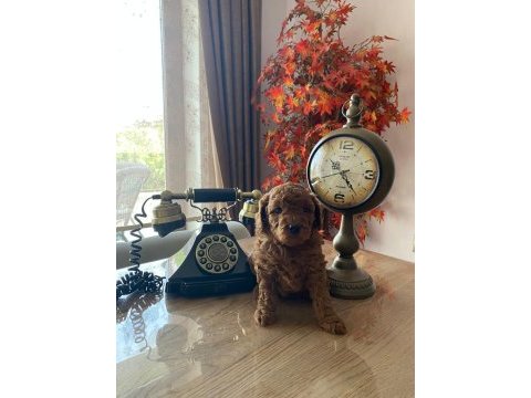 Ev ortamından red brown tam toy poodle bebekler