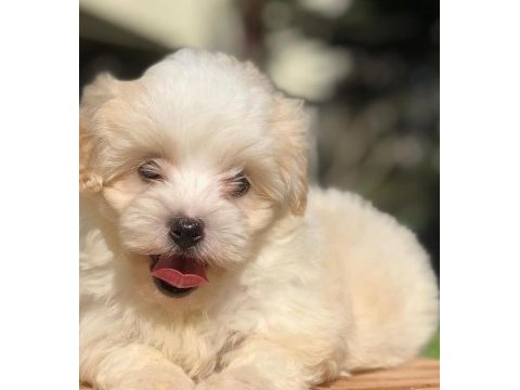 Sevimli maltipoo yavrular