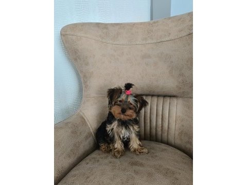A kalite yorkshire terrier