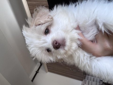 3 aylık poodle