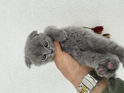 Hatasız 3 adet orijinal blue scottish fold yavru