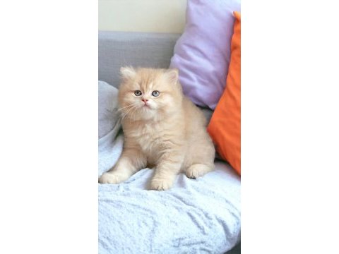 British shorthair ve longhair şekerler