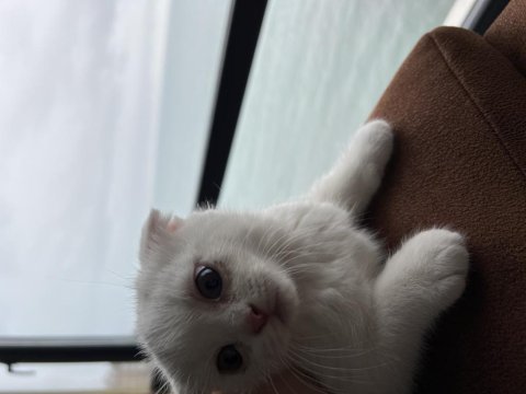 Yavru scottish fold kedisi