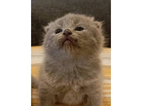 Duman rengi minnoş british shorthair yavrular