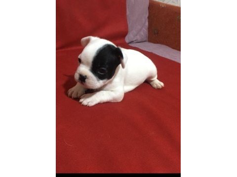 55 günlük french bulldog yavrularımız