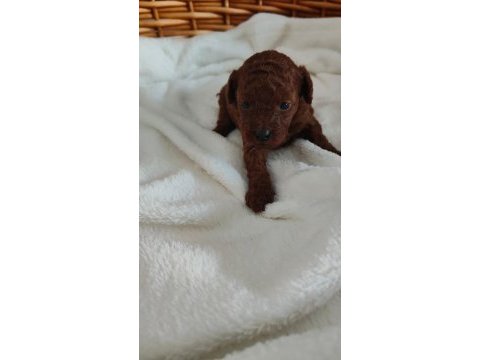 Toy poodle ırk garantili köpekler