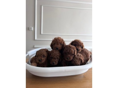 A kalite toy poodle yavrularımız