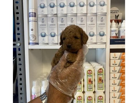 Ruhsatlı çiftlikten poodle yavrularımız