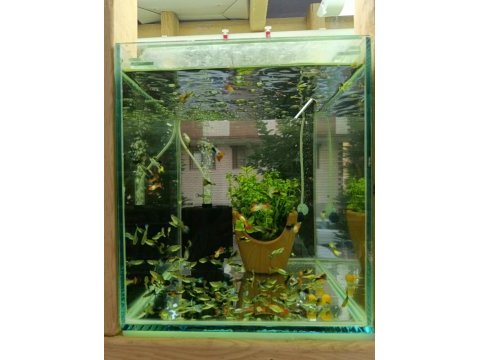 Gardenya petshop tum canlı doguran cesıtleri magazamızda