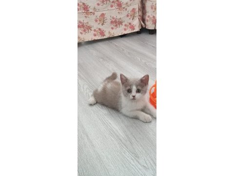 British bicolor güzel kızımız