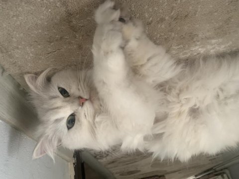 Kedim bal sahiplendiriyoruz