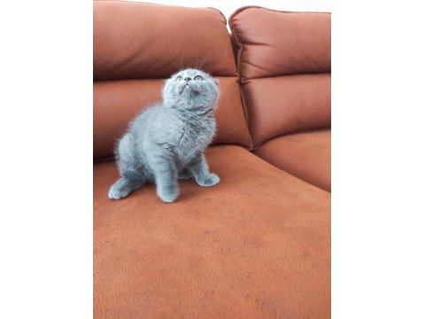 Değerinin altında verilecek dişi scottish fold yavrular