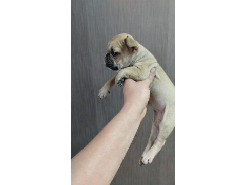 Uyguna kaliteli fawn dişi french bulldog