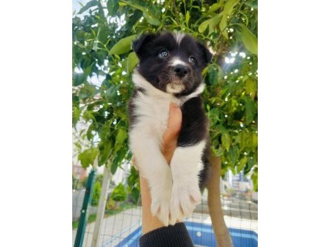 Border collie yavrusu