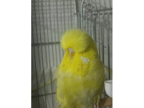Show jumbo 3 aylık muhabbet kuşu
