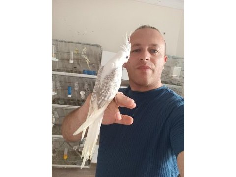 Sultan papağanı bebekler ev üretimi