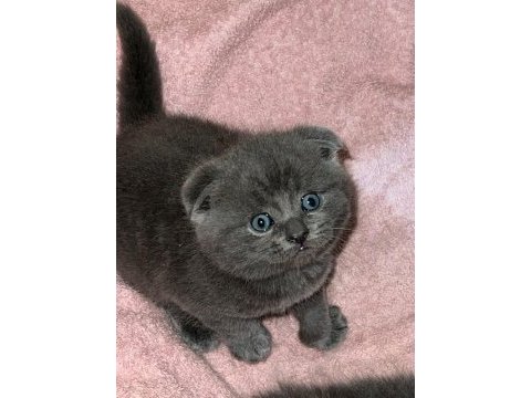 Ev ortamında büyüyen scottish fold yavrum