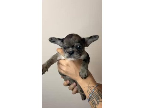 Son 2 yavru merle french bulldog yavruları