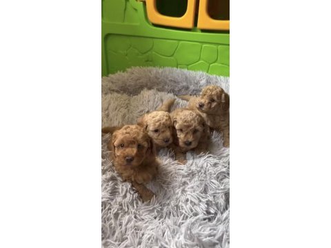 Toy poodle köpeği