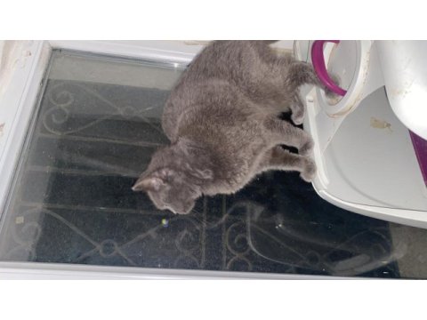 Acil sahiplendirme british shorthair