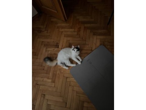 Güzeller güzeli kedimize kalıcı yuva arıyoruz