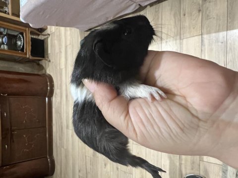 Sağlıklı guinea pig yavruları