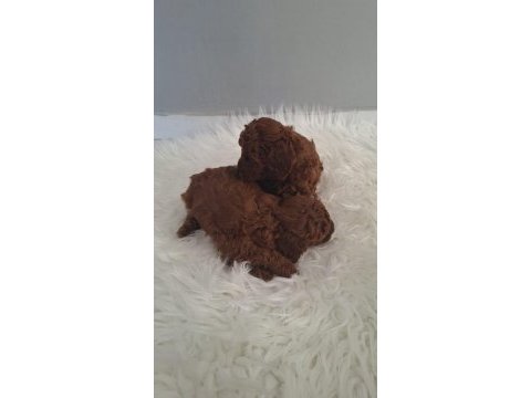 Minnoş poodle kızlarımız