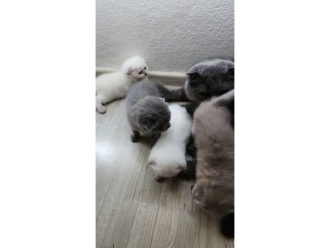 Safkan scottish fold dişi