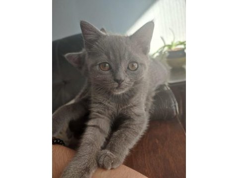 British shorthair yavrularımıza sıcak bir yuva arıyoruz