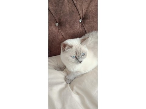 Acil satılık british shorthair
