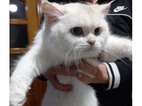 11 aylık şecereli mavi gözlü silver british shorthair dişi