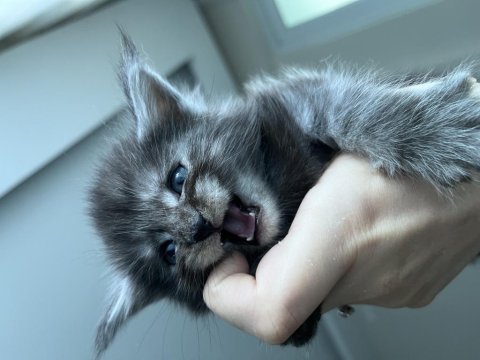 2 aylık dev maine coon